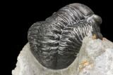 Detailed Gerastos Trilobite Fossil - Morocco #141684-4